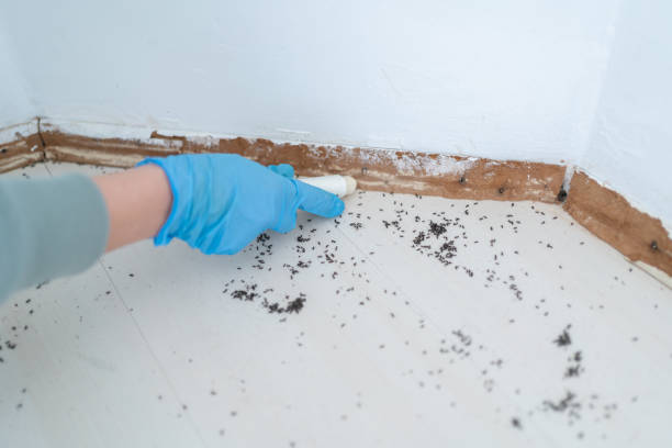 Best Pest Prevention Services  in Naugatuck, CT